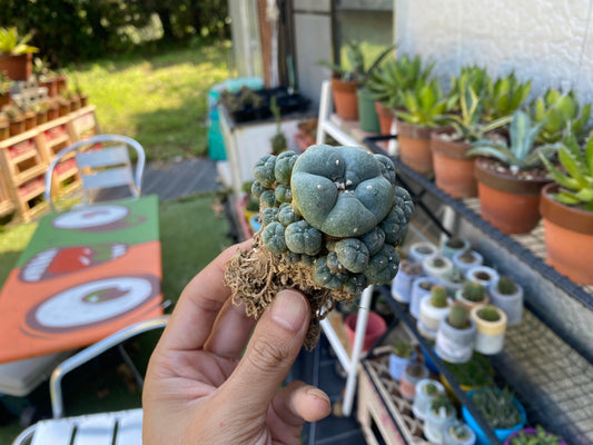 アトリエの多肉植物たち